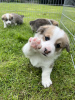 Photo №1. non-pedigree dogs - for sale in the city of Dusseldorf | 370$ | Announcement № 103535