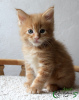 Photo №1. maine coon - for sale in the city of St. Petersburg | 621$ | Announcement № 24629