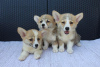 Additional photos: Welsh Corgi Pembroke puppies