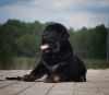 Additional photos: Tibetan Mastiff puppies