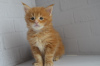 Photo №2 to announcement № 21509 for the sale of maine coon - buy in United States from nursery, breeder