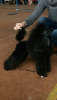 Photo №3. Black toy poodle is looking for a lady to mate in Belarus. Announcement № 7903