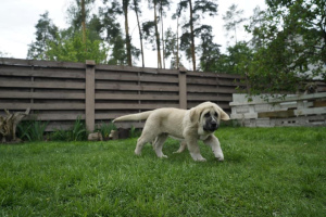 Additional photos: Spanish mastiff puppies