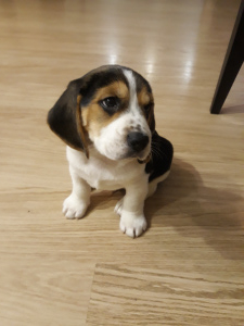 Photo №2 to announcement № 2306 for the sale of beagle - buy in Belarus private announcement