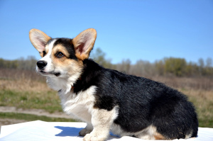 Photo №2 to announcement № 6374 for the sale of welsh corgi - buy in Ukraine 