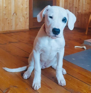 Photo №2 to announcement № 5318 for the sale of dogo argentino - buy in Russian Federation breeder