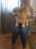 Photo №1. welsh corgi - for sale in the city of Minsk | 1334$ | Announcement № 9273