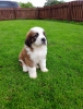 Photo №1. st. bernard - for sale in the city of Stockholm | negotiated | Announcement № 97863