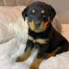 Photo №1. rottweiler - for sale in the city of Комарно | Is free | Announcement № 29261