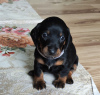 Photo №4. I will sell dachshund in the city of Tallinn. private announcement - price - 740$