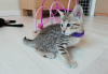 Photo №1. savannah cat - for sale in the city of Колумбус | Is free | Announcement № 96568