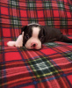 Photo №1. boston terrier - for sale in the city of Chelyabinsk | 1082$ | Announcement № 8791