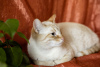 Additional photos: A gentle and beautiful cat Benya as a gift