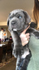 Photo №3. Purebred Cane Corso Puppies. United States