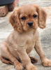 Photo №4. I will sell cavalier king charles spaniel in the city of Vilnius. private announcement - price - 370$