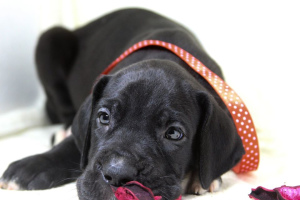 Photo №1. great dane - for sale in the city of Kiev | 1000$ | Announcement № 4012