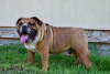 Photo №1. english bulldog - for sale in the city of Frampol | 1040$ | Announcement № 28773
