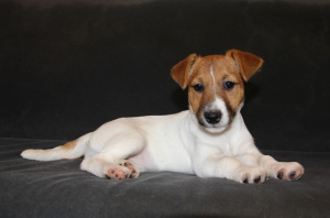 Photo №4. I will sell jack russell terrier in the city of Balakovo. private announcement - price - 312$