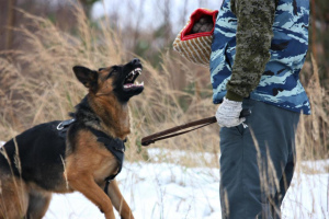 Photo №3. Chic German Shepherd Puppies. Russian Federation