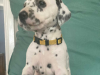 Photo №1. dalmatian dog - for sale in the city of Helsinki | 317$ | Announcement № 75642