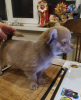 Photo №4. I will sell chihuahua in the city of Munich. from nursery, breeder - price - 269$