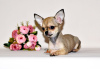 Photo №4. I will sell chihuahua in the city of Москва. from nursery, breeder - price - 621$