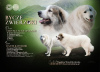 Photo №1. great pyrenees - for sale in the city of Gorzów Wielkopolski | 951$ | Announcement № 48215
