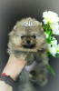 Photo №3. Pomeranian Spitz, puppies. Mini bears. Belarus