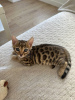 Photo №1. bengal cat - for sale in the city of Berlin | 338$ | Announcement № 96386