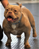 Photo №1. american bully - for sale in the city of Riga | 3120$ | Announcement № 22202