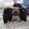 Photo №2 to announcement № 127549 for the sale of chow chow - buy in Serbia breeder