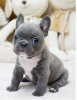 Photo №1. french bulldog - for sale in the city of Bonn | negotiated | Announcement № 64581
