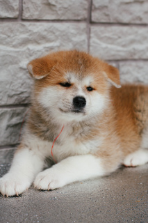 Photo №4. I will sell akita in the city of Samara. private announcement - price - 550$