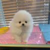 Photo №3. Pomeranian Puppy for DAdoption. United States