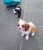 Photo №3. Cavalier King Charles Spaniel Puppies.. Bulgaria