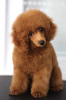 Photo №4. I will sell poodle (toy) in the city of Belgrade. breeder - price - negotiated