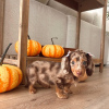 Photo №2 to announcement № 124642 for the sale of dachshund - buy in Estonia private announcement