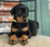 Photo №1. dobermann - for sale in the city of Prague | negotiated | Announcement № 119396