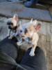 Photo №1. french bulldog - for sale in the city of Irving | 740$ | Announcement № 96591