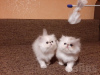 Photo №1. persian cat - for sale in the city of London | 416$ | Announcement № 25460