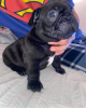 Photo №3. Beautiful Purebred French Bulldog puppies. Germany