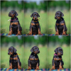 Photo №2 to announcement № 103618 for the sale of dobermann - buy in Serbia breeder