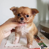 Photo №3. Beautiful Chihuahua puppies to adopt (whatsapp 380 63 53 74 976)(viber 380 63 53. Malta