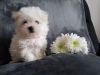 Photo №3. Healthy male and female Maltese puppies for sale. Germany