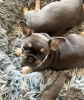 Photo №1. french bulldog - for sale in the city of Milan | 370$ | Announcement № 110893