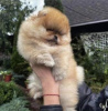 Photo №1. pomeranian - for sale in the city of Пршибрам | 2800$ | Announcement № 26116