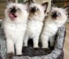 Additional photos: birman