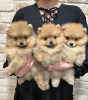 Photo №1. pomeranian - for sale in the city of Rezekne | 208$ | Announcement № 30281