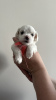 Additional photos: Maltese purebred puppies