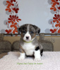 Photo №2 to announcement № 11153 for the sale of welsh corgi - buy in Russian Federation breeder